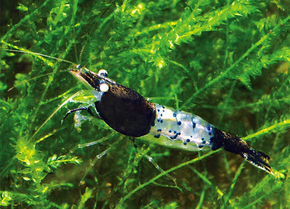 Carbon Rili Shrimp